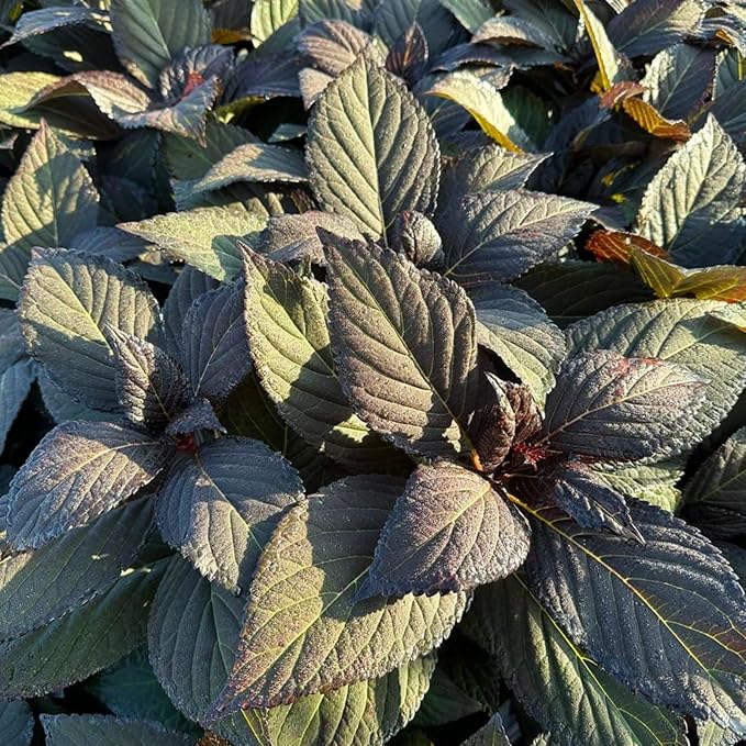 Hydrangea Serrata Choco Black Velvet  4