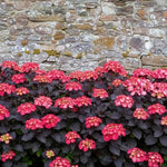 Hydrangea Serrata Choco Black Velvet  3