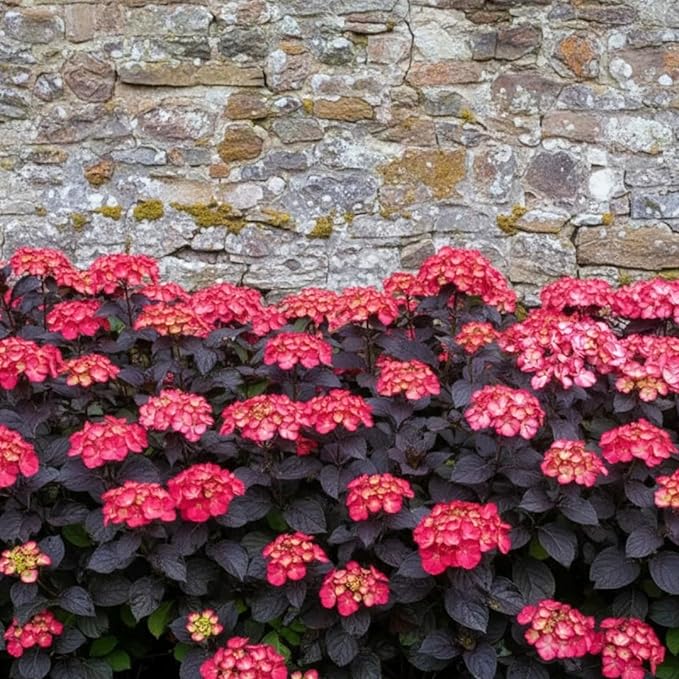 Hydrangea Serrata Choco Black Velvet  3