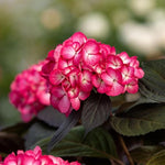 Hydrangea Serrata Choco Black Velvet  1