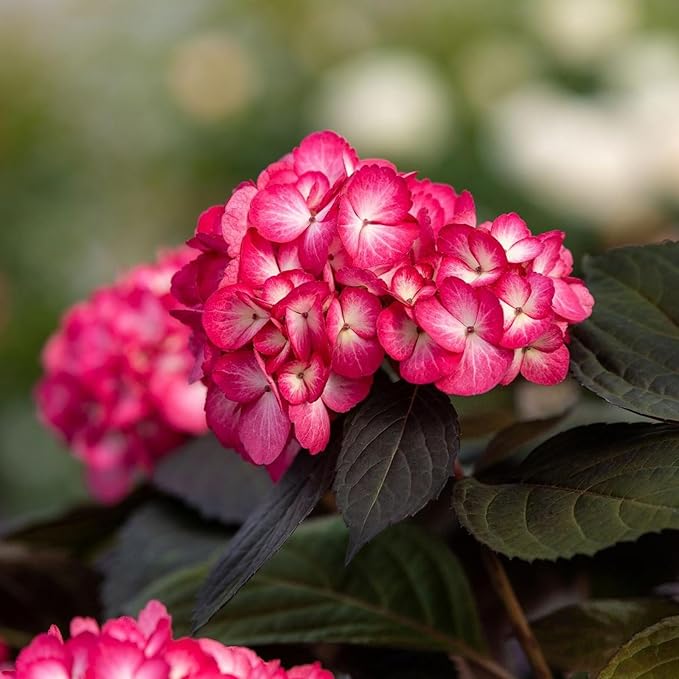 Hydrangea Serrata Choco Black Velvet  1