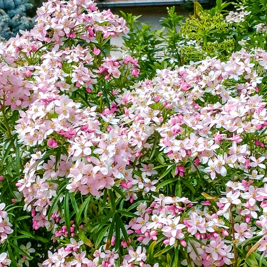 Choisya Apple Blossom Choisya Apple Blossom image3 2