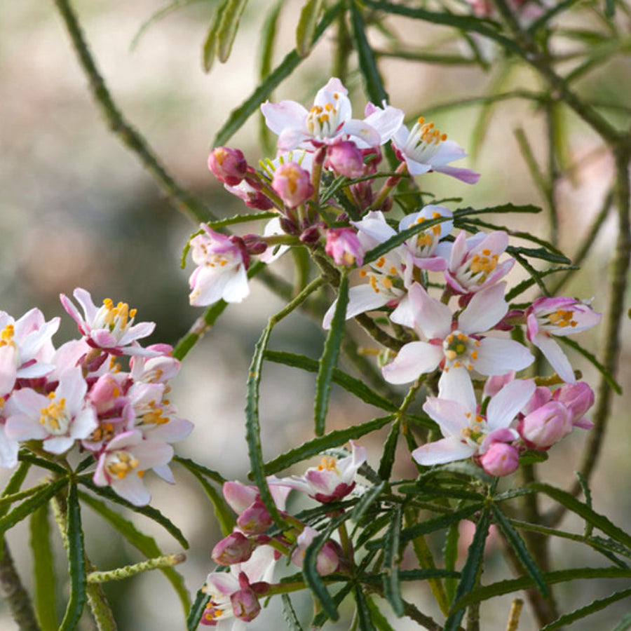 Choisya Apple Blossom Choisya Apple Blossom image4 3