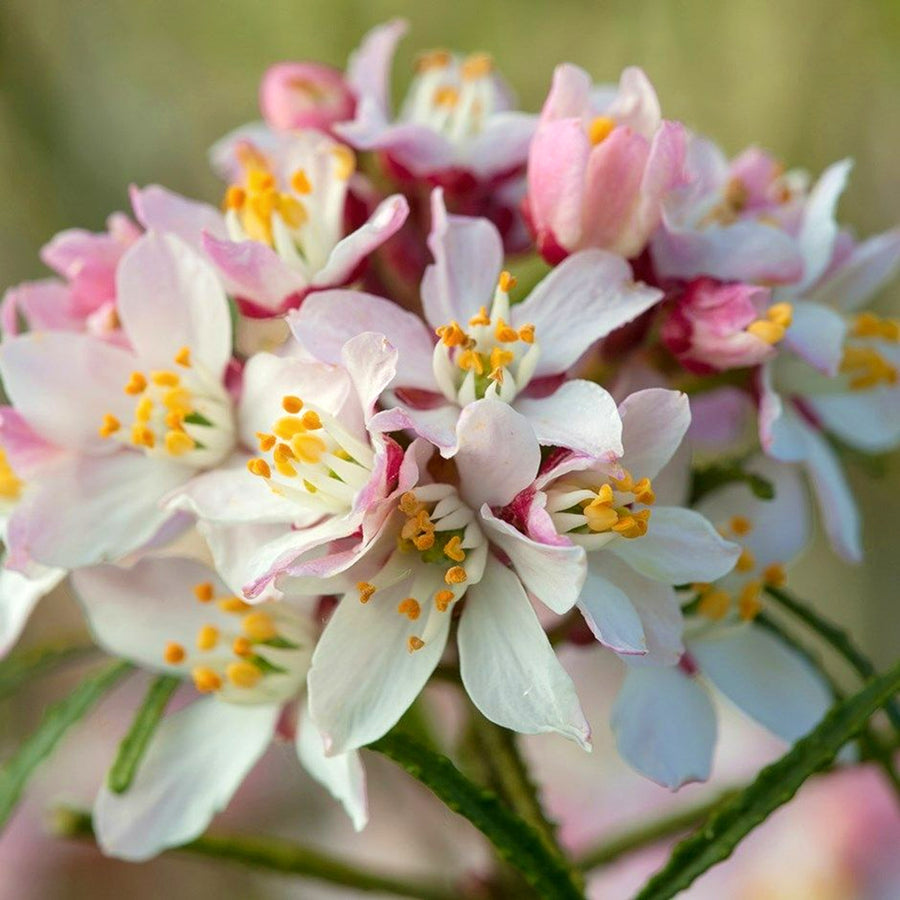 Choisya Apple Blossom Choisya Apple Blossom image1 1