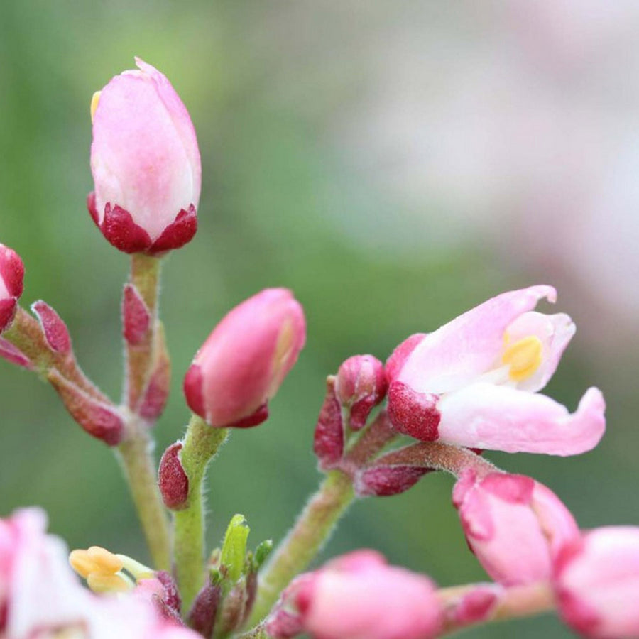 Choisya Apple Blossom Choisya Apple Blossom image2 4