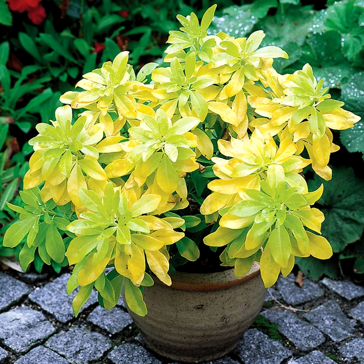 Choisya Sundance choisyasundance1 2