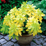 Choisya Sundance choisyasundance1 2