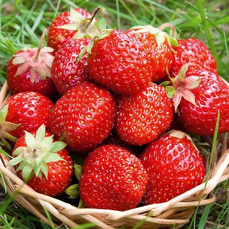 Fruit Bare Root Plant Mix Collection  2