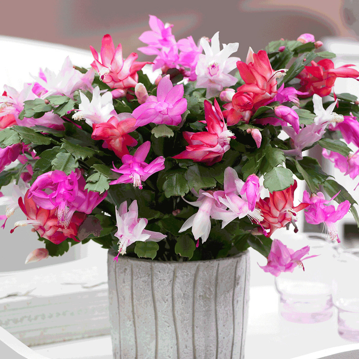Christmas Cactus Multi Colour  3