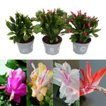 Christmas Cactus 3 Plant Mix christmascactusmixedplants 2