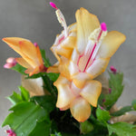 Christmas Cactus 3 Plant Mix christmascactusmixedplants1 5