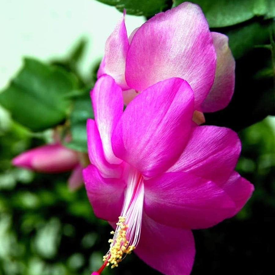 Christmas Cactus 3 Plant Mix christmascactusmixedplants2 1