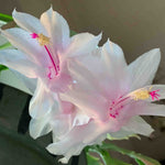 Christmas Cactus 3 Plant Mix christmascactusmixedplants3 4