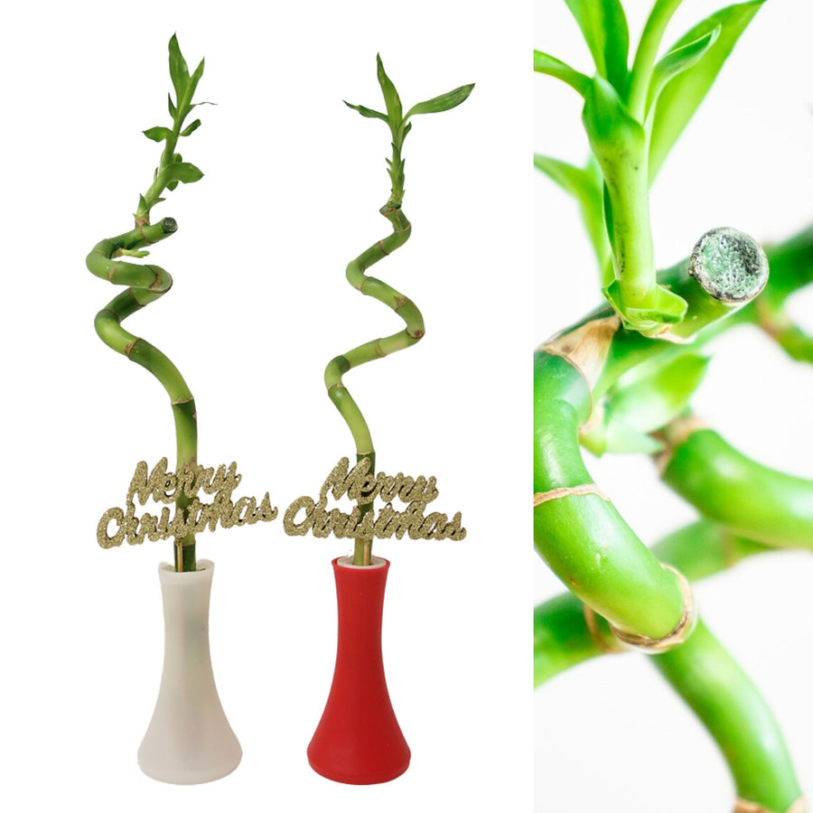 Spiral Lucky Bamboo in Christmas Vase 2 x 30cm Spiral Lucky Bamboo in Christmas Vase image1 1