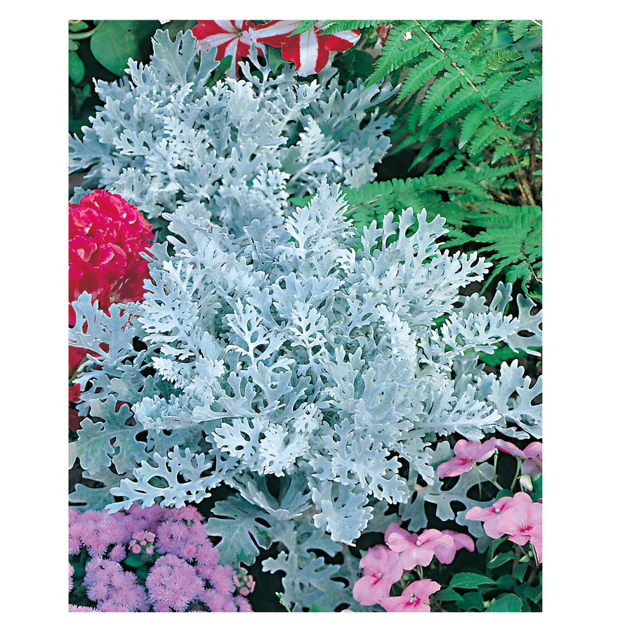 Cineraria 'Silver Dust' Plants 12 Pack Cineraria 'Silver Dust' Plants 12 Pack image4 4