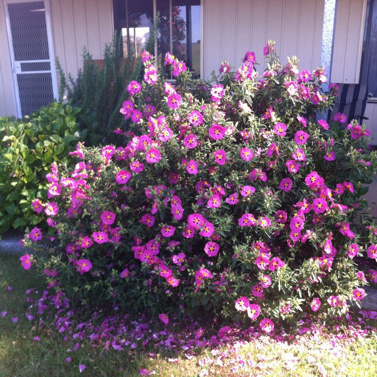 Cistus Sunset - 2 Plants Cistus Sunset - 2 Plants image3 3