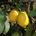 Citrus Tree Mix (Lemon & Calamondin)  4