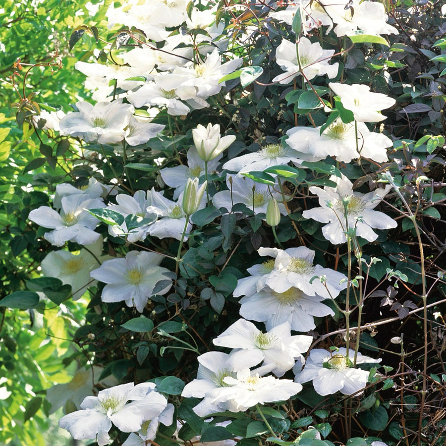 Clematis Plant Mix Clematis 2 Litre Plant Mix image4 4