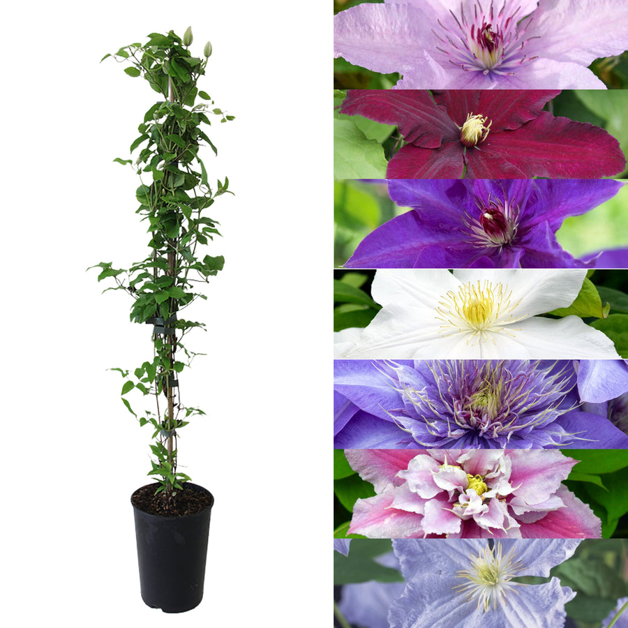 Clematis Plant Mix Clematis 2 Litre Plant Mix image1 2