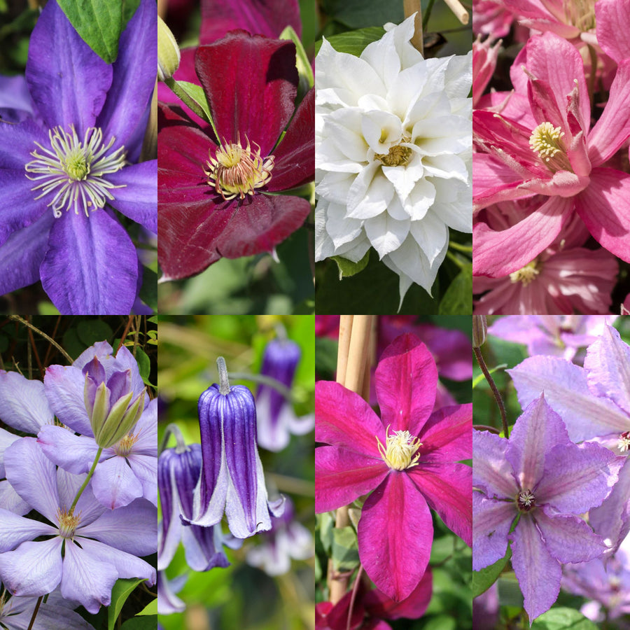 Clematis Climbing Plants A collage of close-up photos featuring six different Clematis flowers in various colours, including purple, deep red, white, and shades of pink. 1