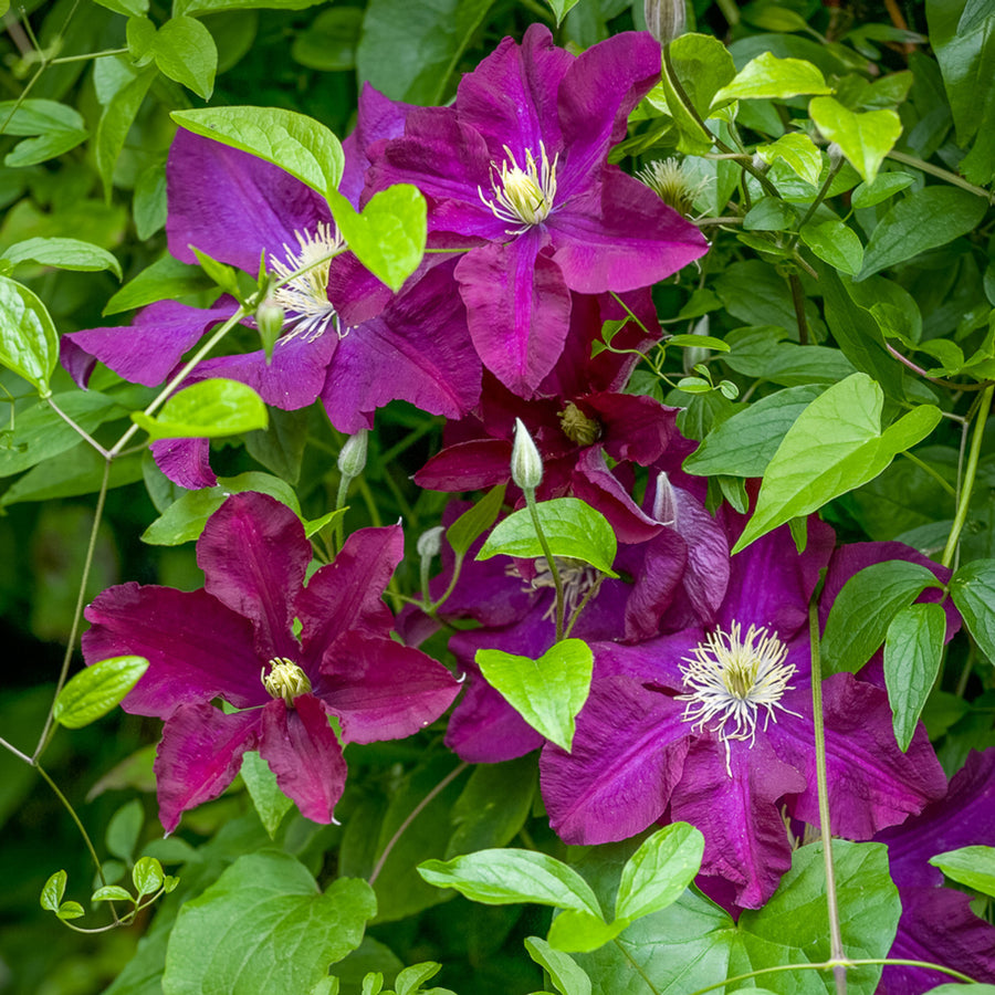 Clematis Plant Mix Clematis 2 Litre Plant Mix image2 3