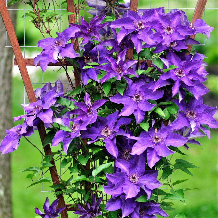 Clematis Plant Mix Clematis 2 Litre Plant Mix image3 1