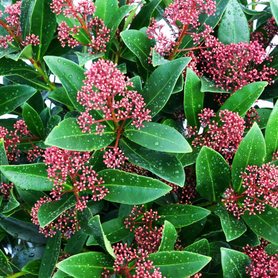Mixed Skimmia Japonica clifton-nurseries-skimmia-japonica-detail 1
