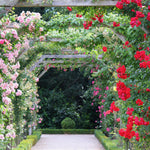 Climbing Rose Bush  1