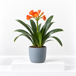 Clivia Miniata Orange  1