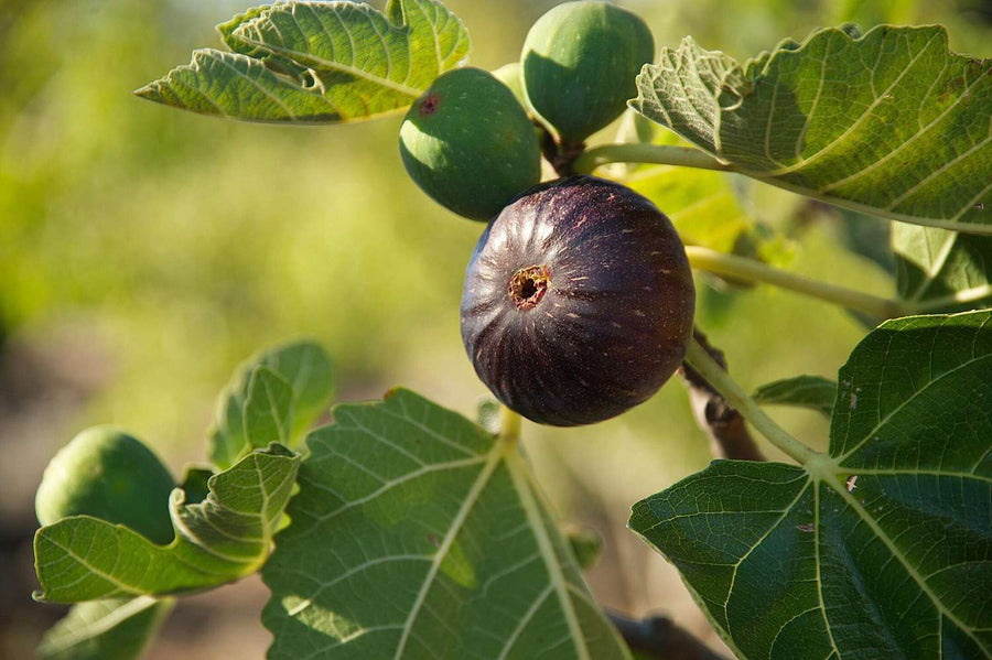 Fig Tree Mix - Ficus Variety  2