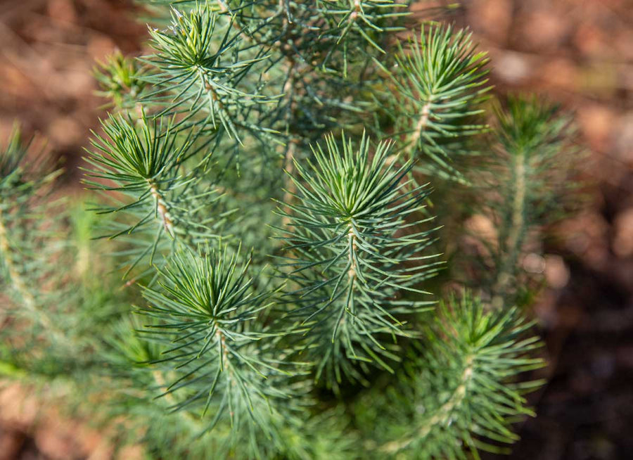 Pinus Silver Crest Christmas Tree Gift Wrapped Pinus 'Silver Crest' - Hessian Gift Wrap image2 3