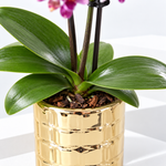 Phalaenopsis 'Tiny Dolls' Orchid in Decorative Pot  2