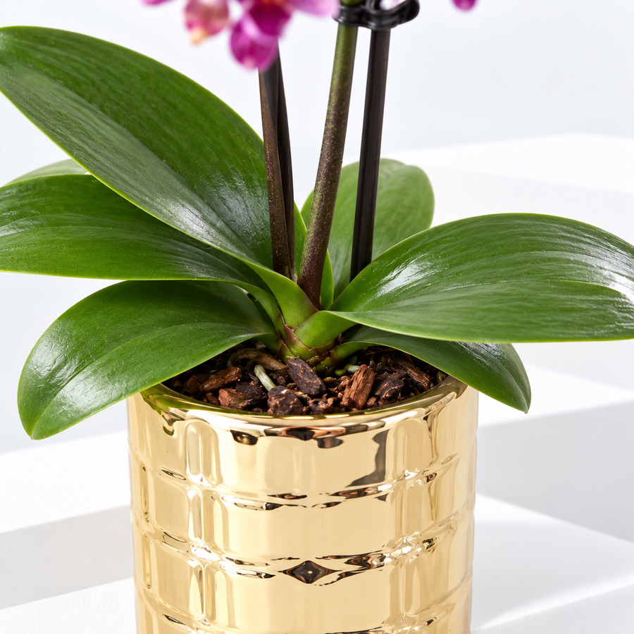 Phalaenopsis 'Tiny Dolls' Orchid in Decorative Pot  2