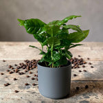 Coffee Arabica  1