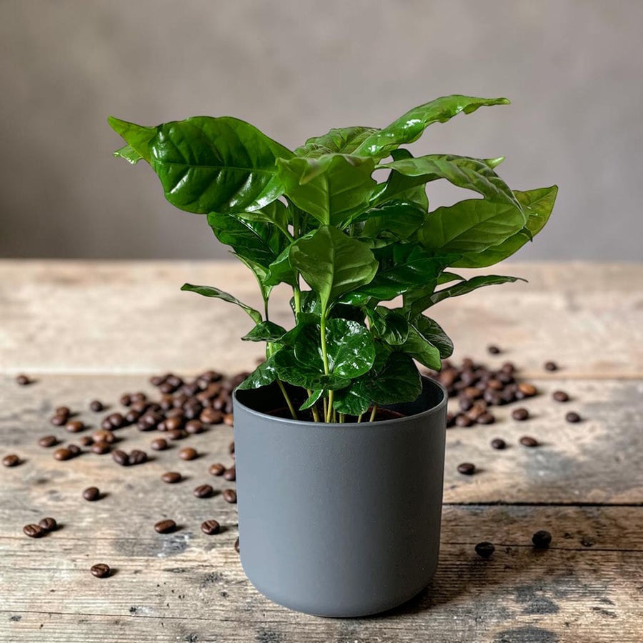Coffee Arabica  1