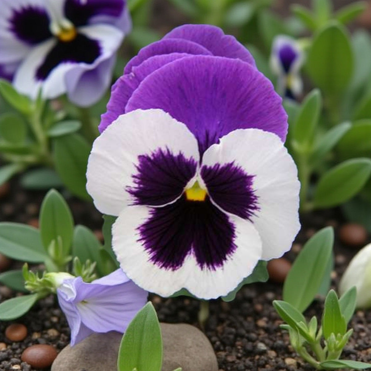 Pansy Mixed Packs  4