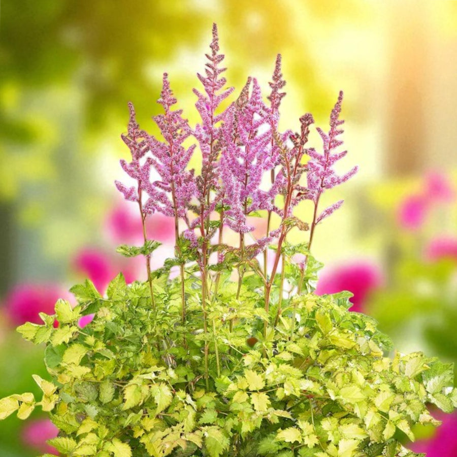 Astilbe Colour Flash Lime Bare Roots  1