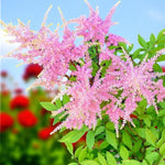 Astilbe Colour Flash Lime Bare Roots  2