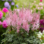 Astilbe Colour Flash Lime Bare Roots  3