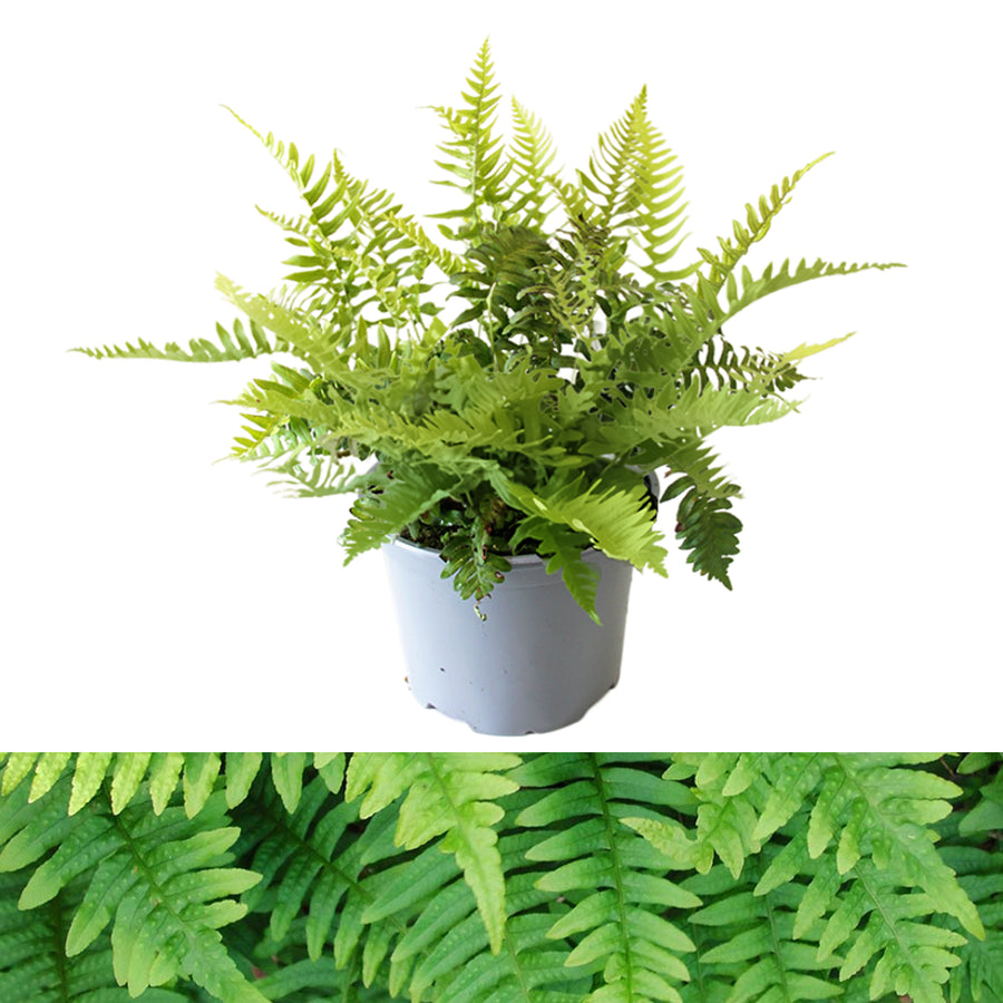 Polypodium Vulgare Fern commonpolypody 2