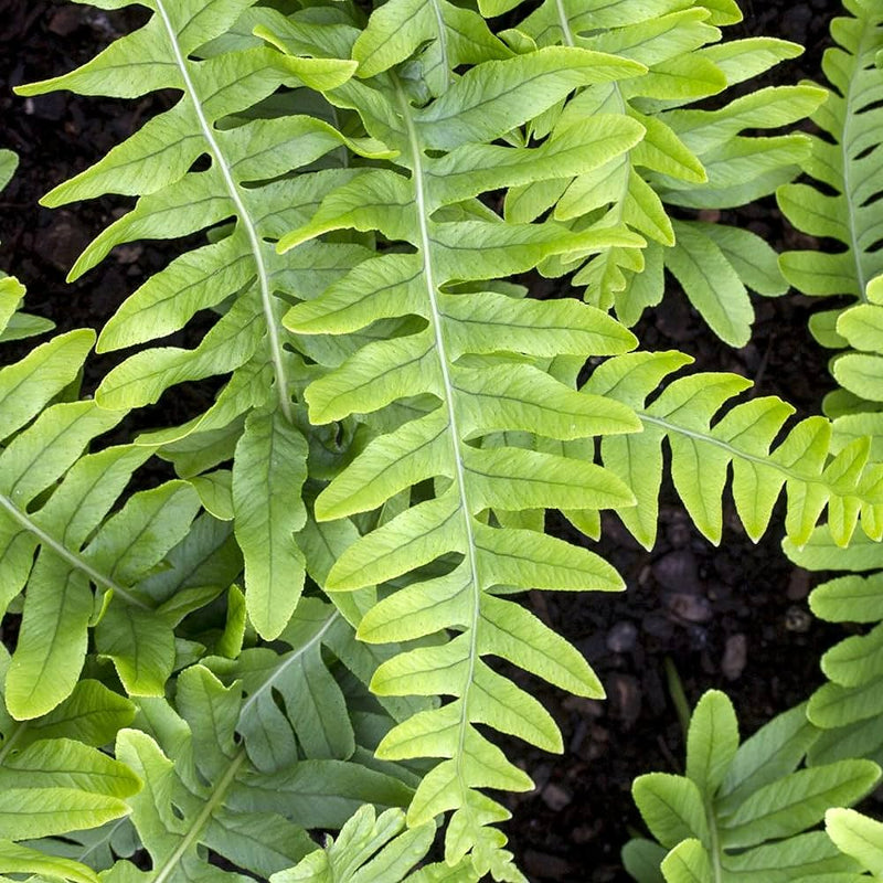 Polypodium Vulgare Fern commonpolypody1 3