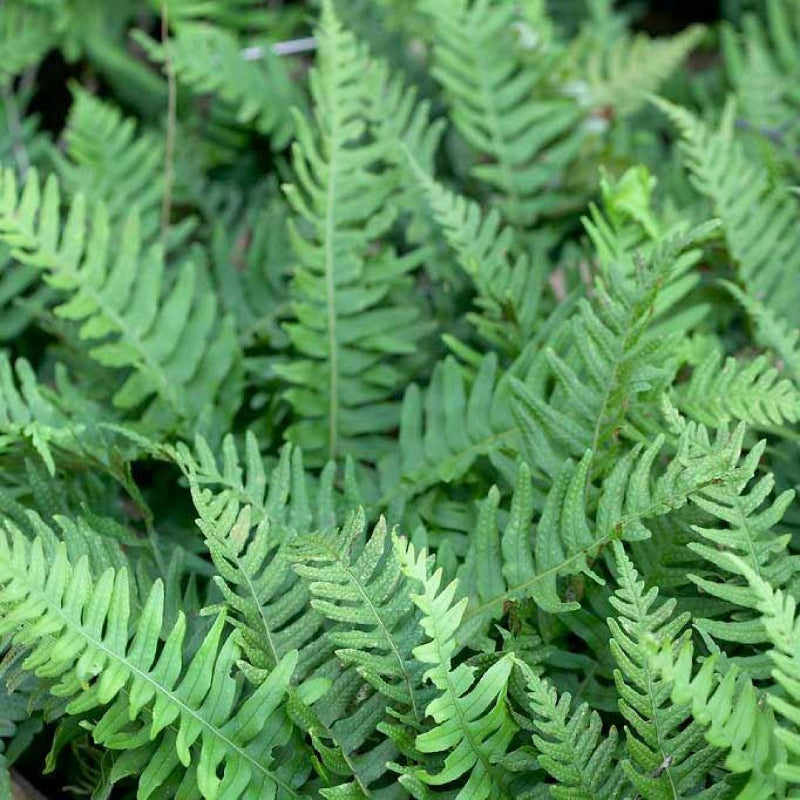 Polypodium Vulgare Fern commonpolypody2 4
