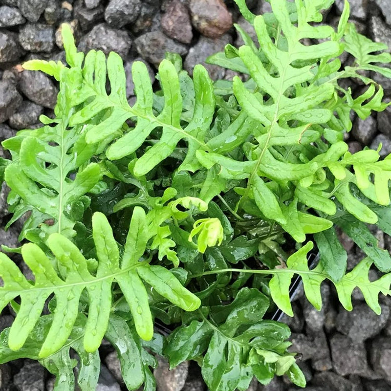 Polypodium Vulgare Fern commonpolypody3 5