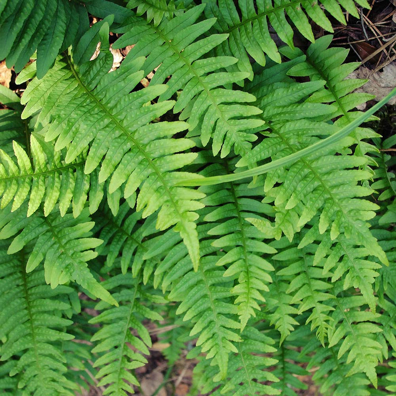 Polypodium Vulgare Fern commonpolypody4 1