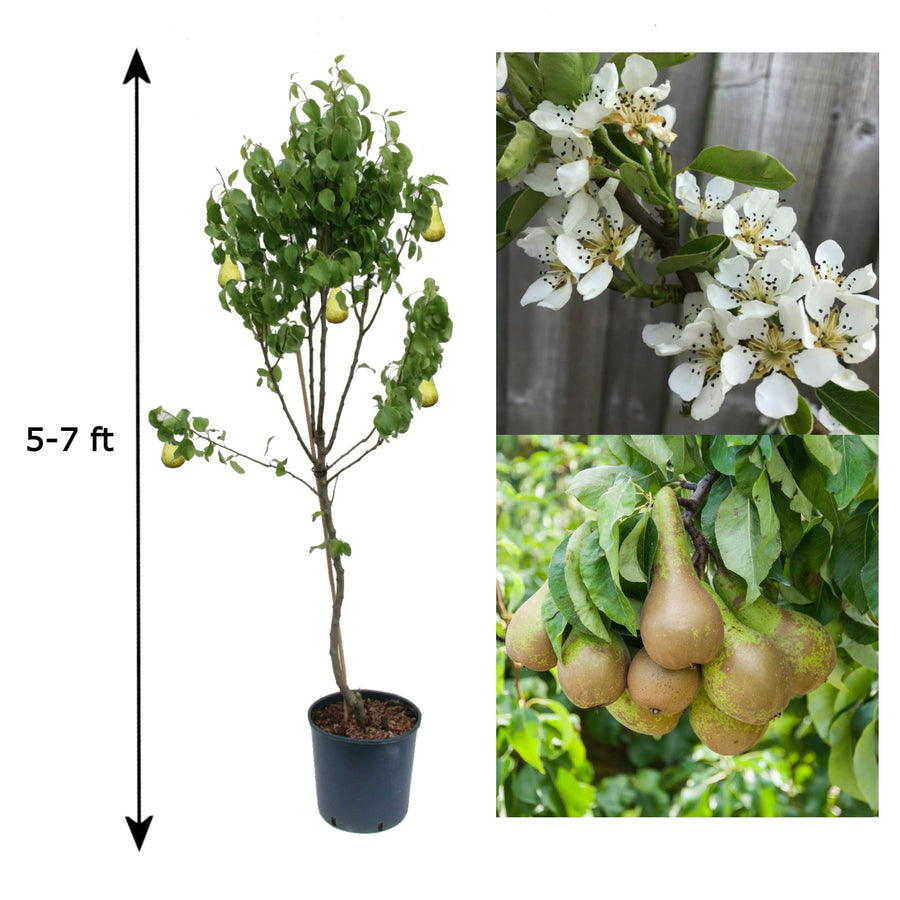 Pear Tree - 'Conference' Pear Tree - 'Conference' image1 1