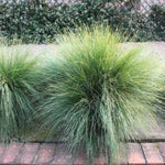 Lomandra White Sands confertifolia1_1 3