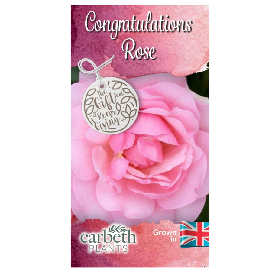 Congratulations Rose Bush Gift Wrapped Congratulations Rose Bush Gift Wrapped image2 2
