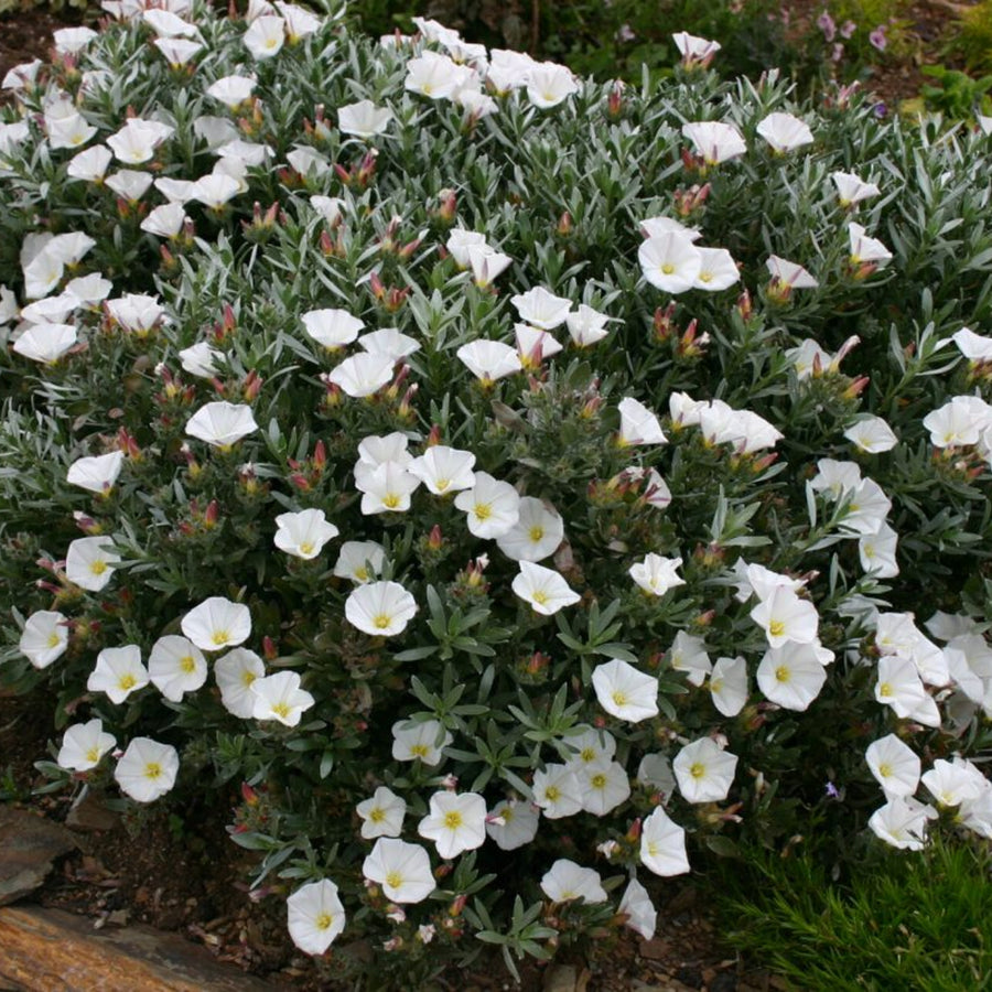 Convolvulus Cneorum - Silverbush Shrub Convolvulus Cneorum image3 3