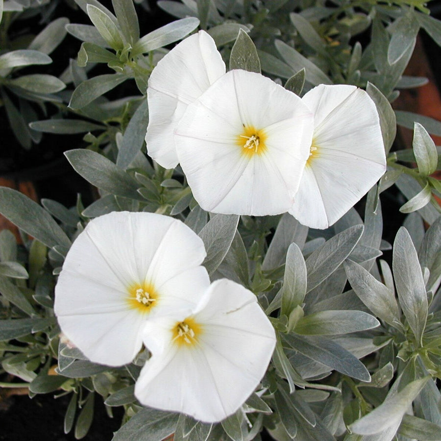 Convolvulus Cneorum - Silverbush Shrub Convolvulus Cneorum image4 4
