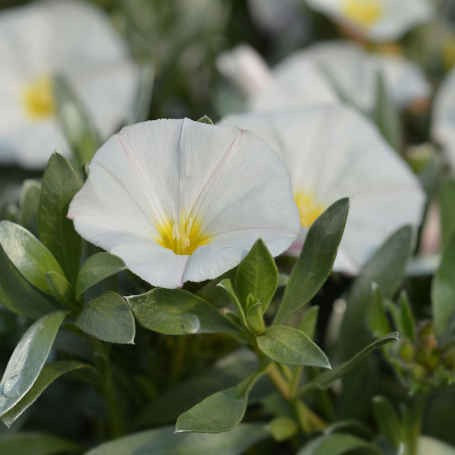 Convolvulus Cneorum - Silverbush Shrub Convolvulus Cneorum image1 1